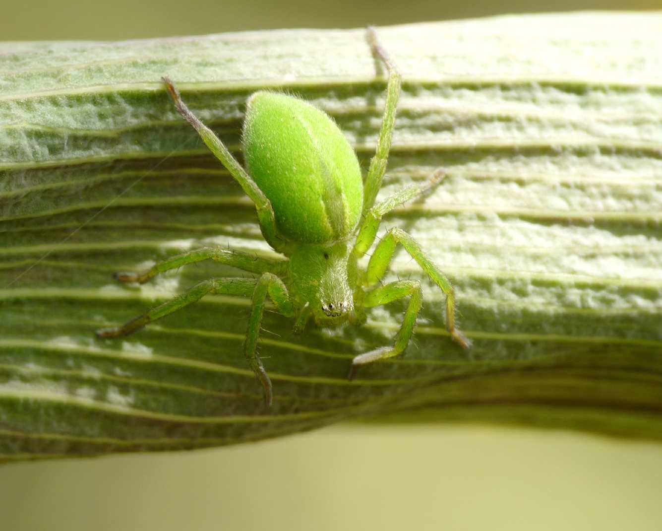 Micrommata sarda